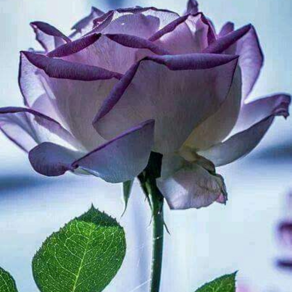 Veterinarian Fees are paid with your purchase for my Yorkies vet bills ♥️🔥🥰 - Picture 2 of 16